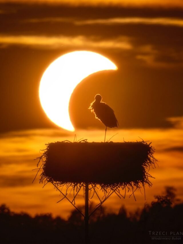 APOD: 2026 September 3 - The Eclipse and the Stork - NASA Science